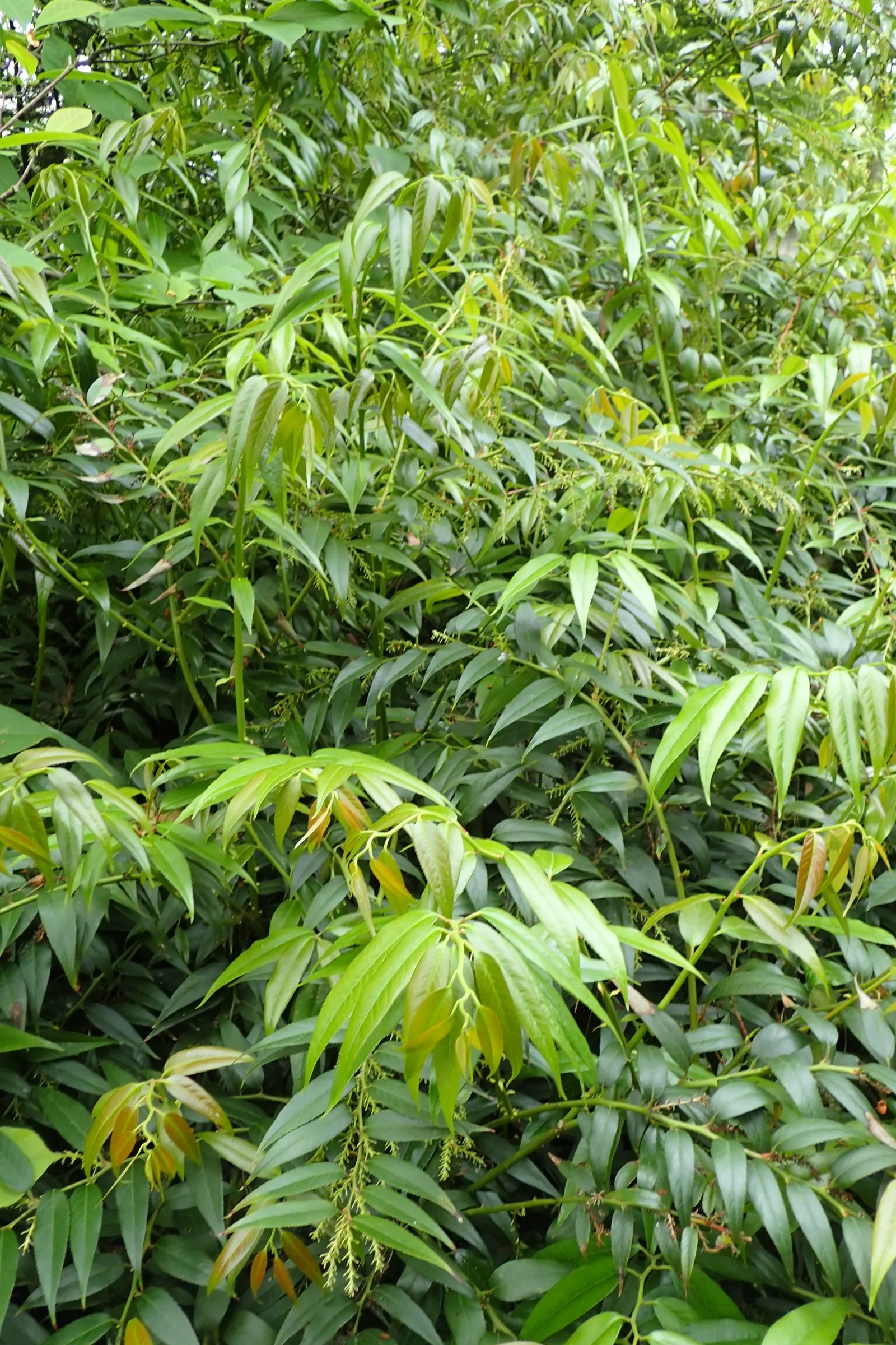Fetterbush (Leucothoe Fontanesiana) — It is best suited to moist, well-drained, acidic soils with ample organic material