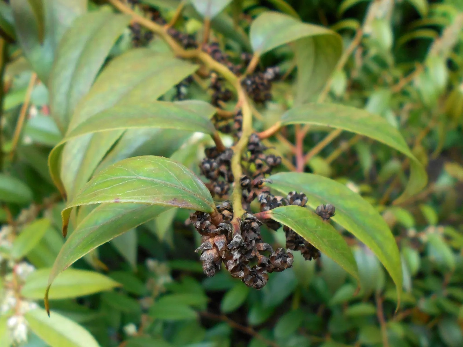 Fetterbush (Leucothoe Fontanesiana) — The foliage adds seasonal interest