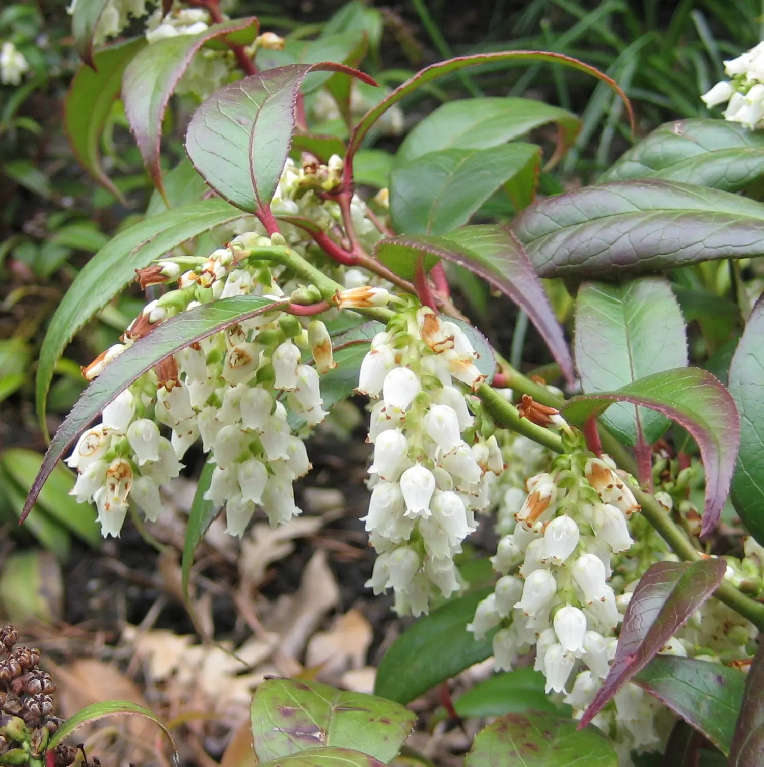Fetterbush (Leucothoe Fontanesiana) — transitioning from deep green to eye-catching shades of burgundy and purple in the fall; commonly known as, image 63