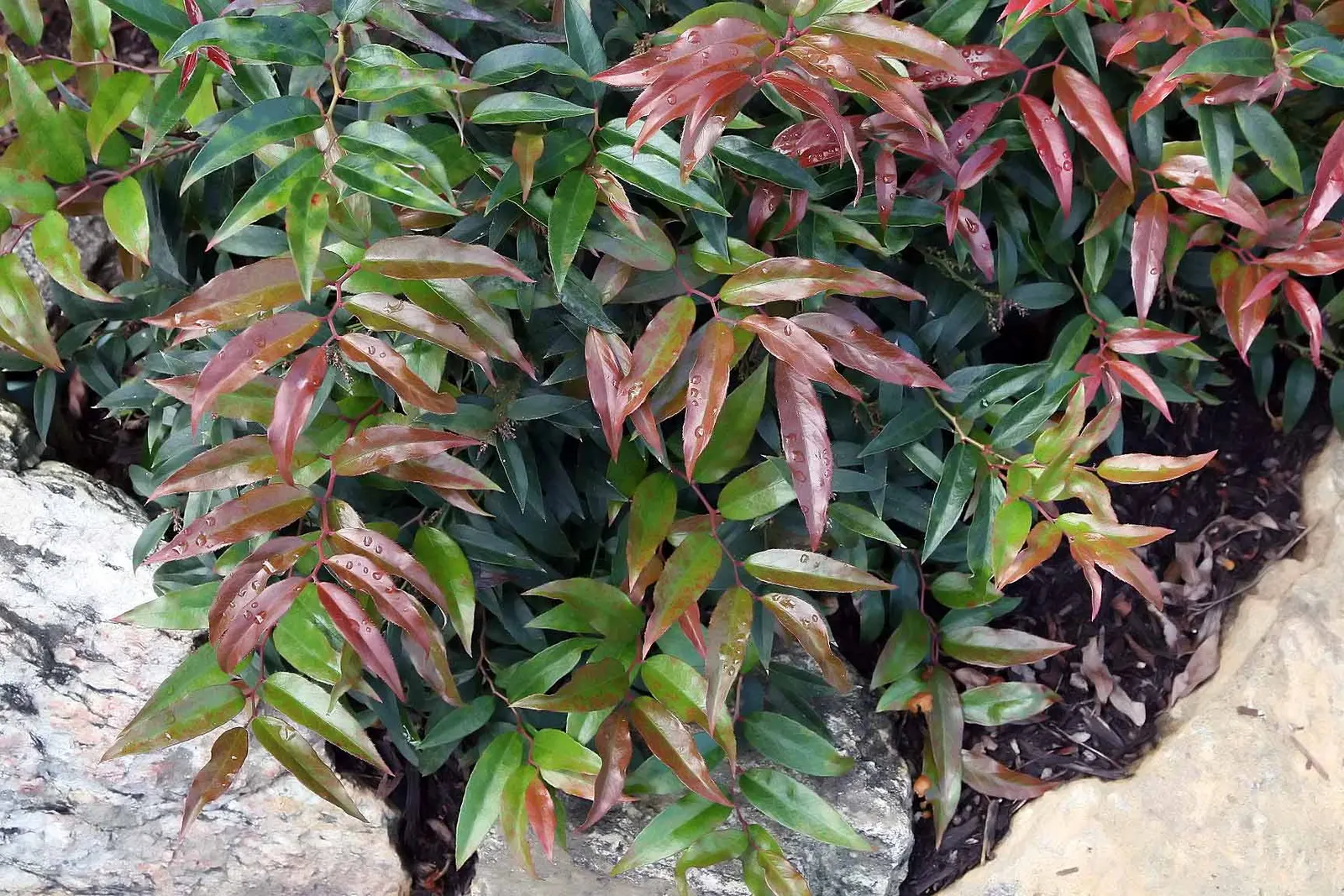 Fetterbush (Leucothoe Fontanesiana) — It is best suited to moist, well-drained, acidic soils with ample organic material; glossy leaves that turn deep