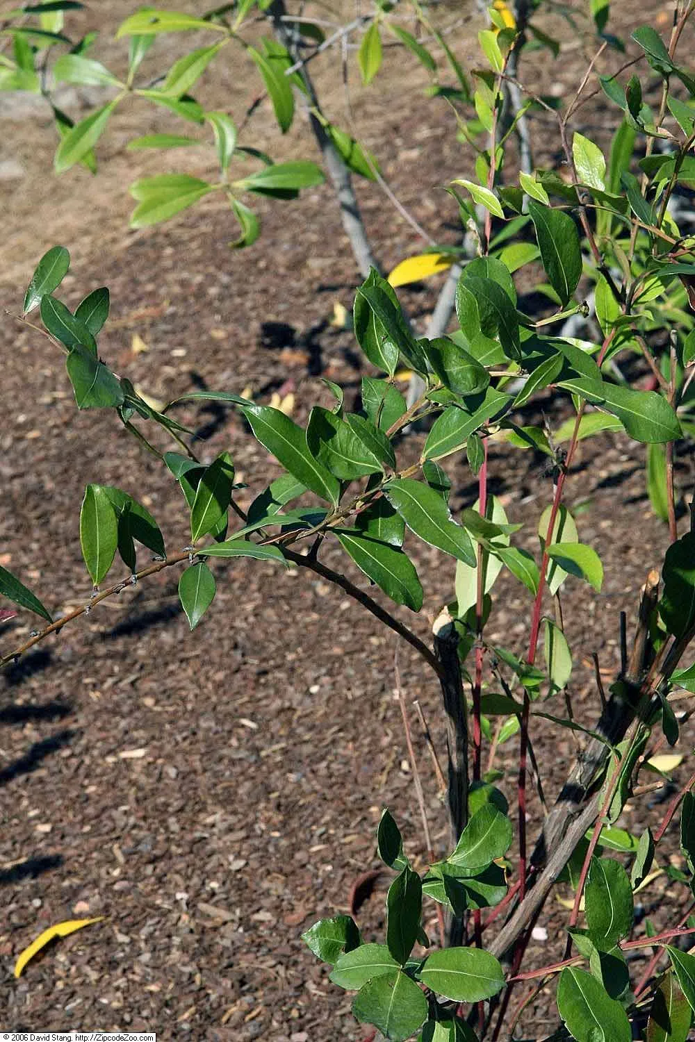 Fetterbush (Leucothoe Fontanesiana) — preferring part shade to full shade conditions; emitting a subtle fragrance and providing a nectar source for local