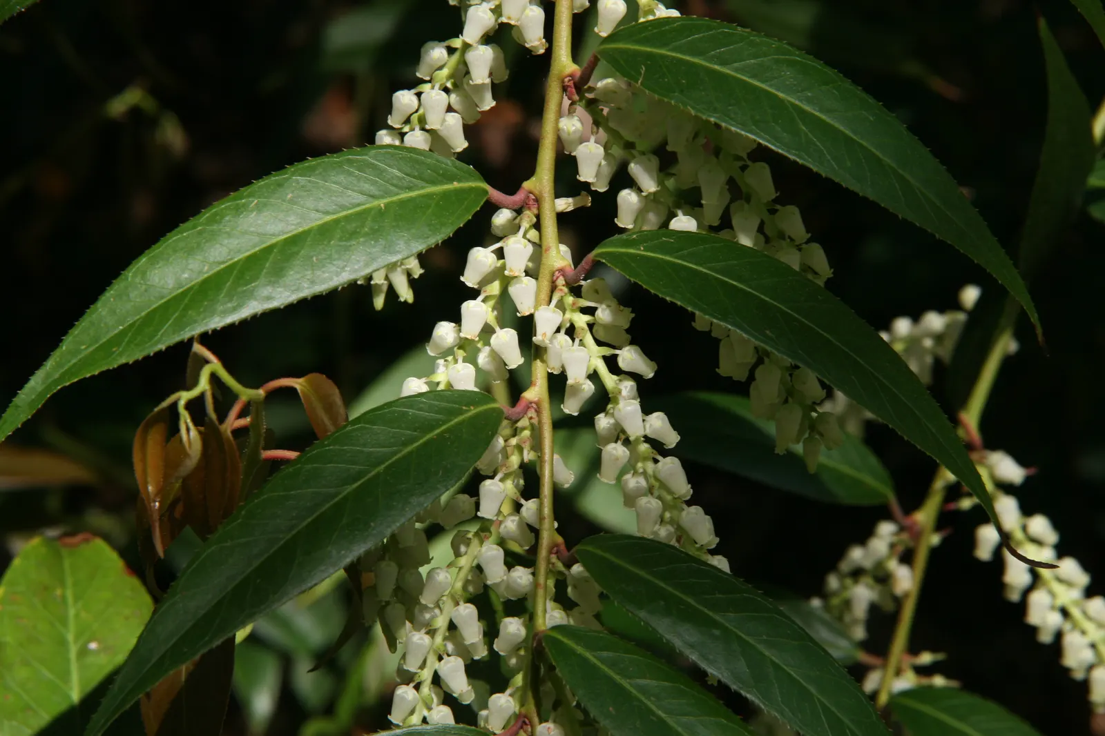 Fetterbush (Leucothoe Fontanesiana) — white flowers in the garden; excellent for mass plantings, woodland gardens, and borders for year-round interest