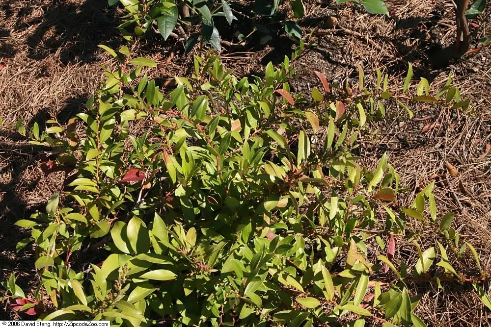 Fetterbush (Leucothoe Fontanesiana) — evergreen shrub typically matures to a height of 3 to 6 feet; maintenance is minimal, requiring light pruning, image 54