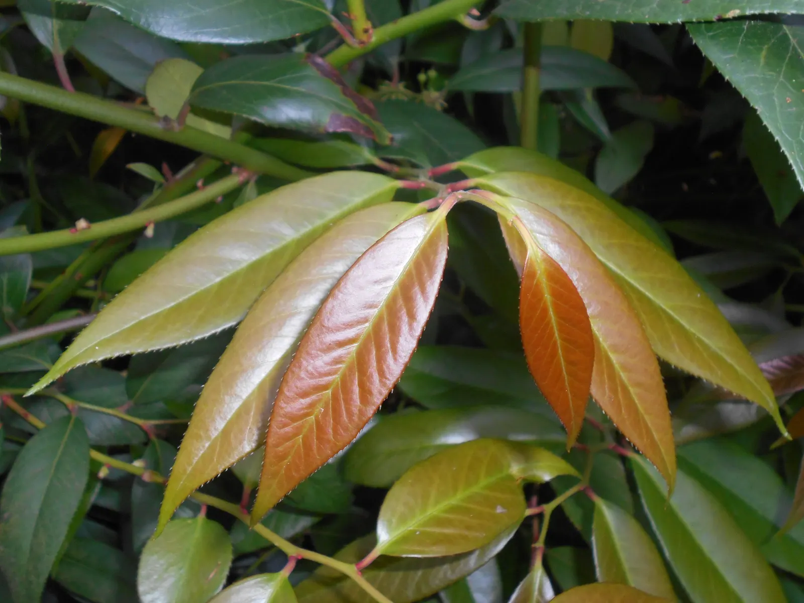 Fetterbush (Leucothoe Fontanesiana) — commonly known as Fetterbush; grows 3-5 ft high and wide, preferring acidic, well-drained soil, image 70
