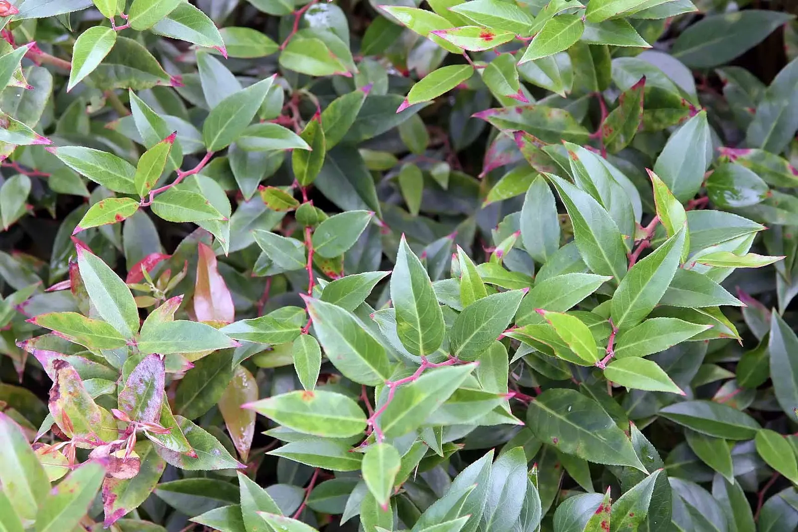 Fetterbush (Leucothoe Fontanesiana) — <br><br>Fetterbush thrives in US Department of Agriculture hardiness zones 5 through 8, image 58