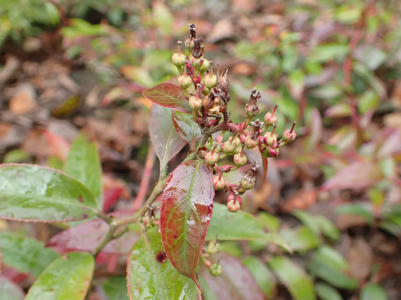 Fetterbush (Leucothoe Fontanesiana) — with a spread of 4 to 5 feet; it is best suited to moist, well-drained, acidic soils with ample organic, image 55