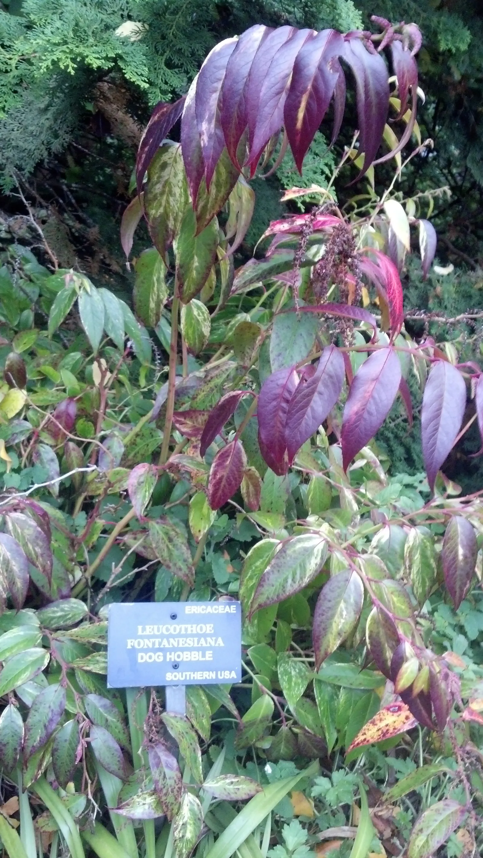 Fetterbush (Leucothoe Fontanesiana) — woodland gardens or as part of a mixed shrub border; ideal for partial to full shade, it features dainty white flowers in