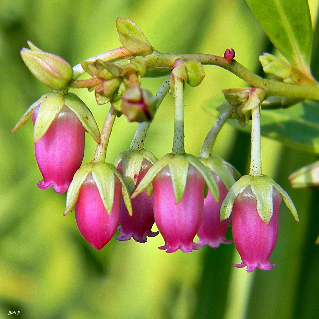 Fetterbush (Leucothoe Fontanesiana) — delicate clusters of bell-shaped white flowers dangle from the branches