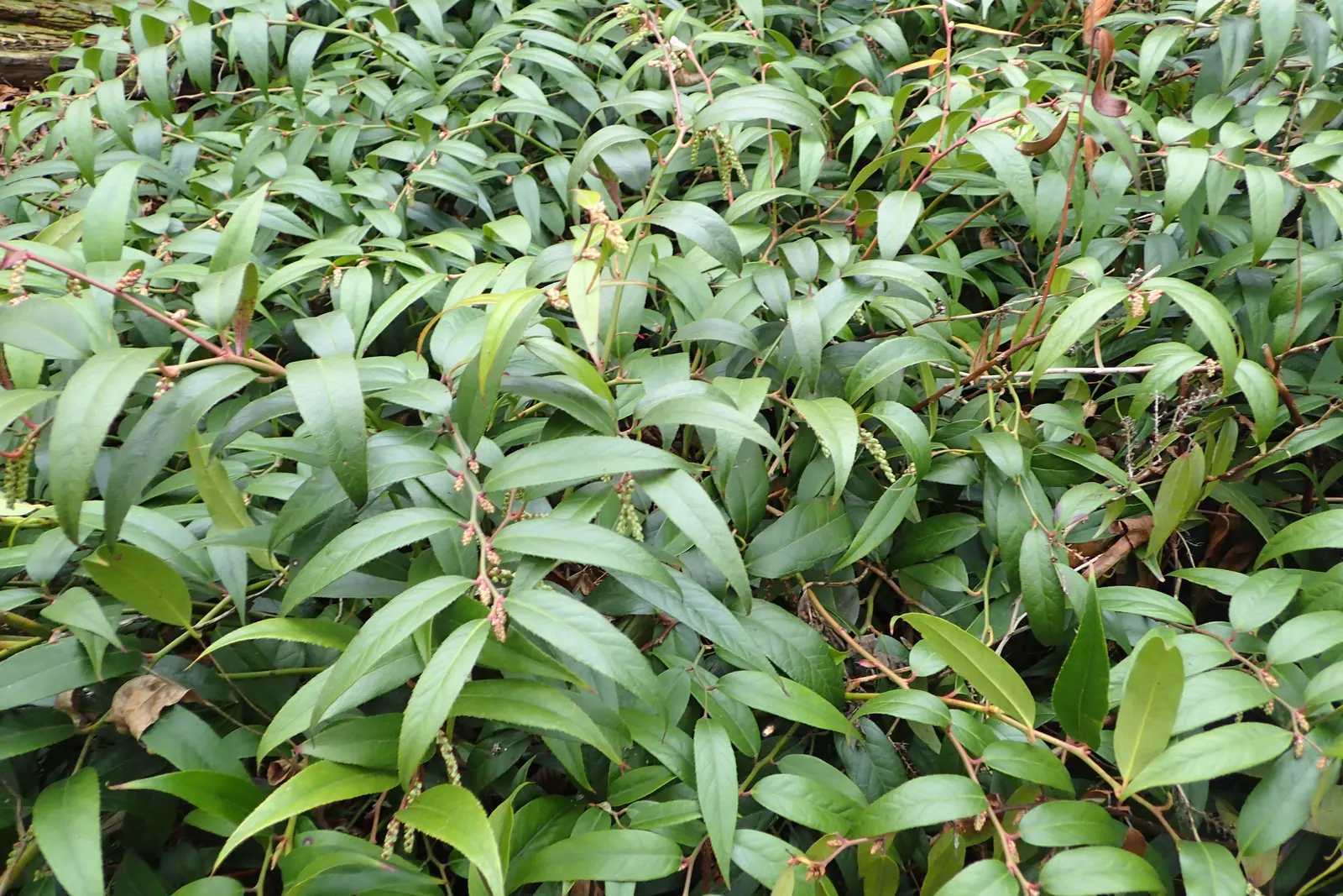 Fetterbush (Leucothoe Fontanesiana) — commonly known as Fetterbush; grows 3-5 ft high and wide, preferring acidic, well-drained soil