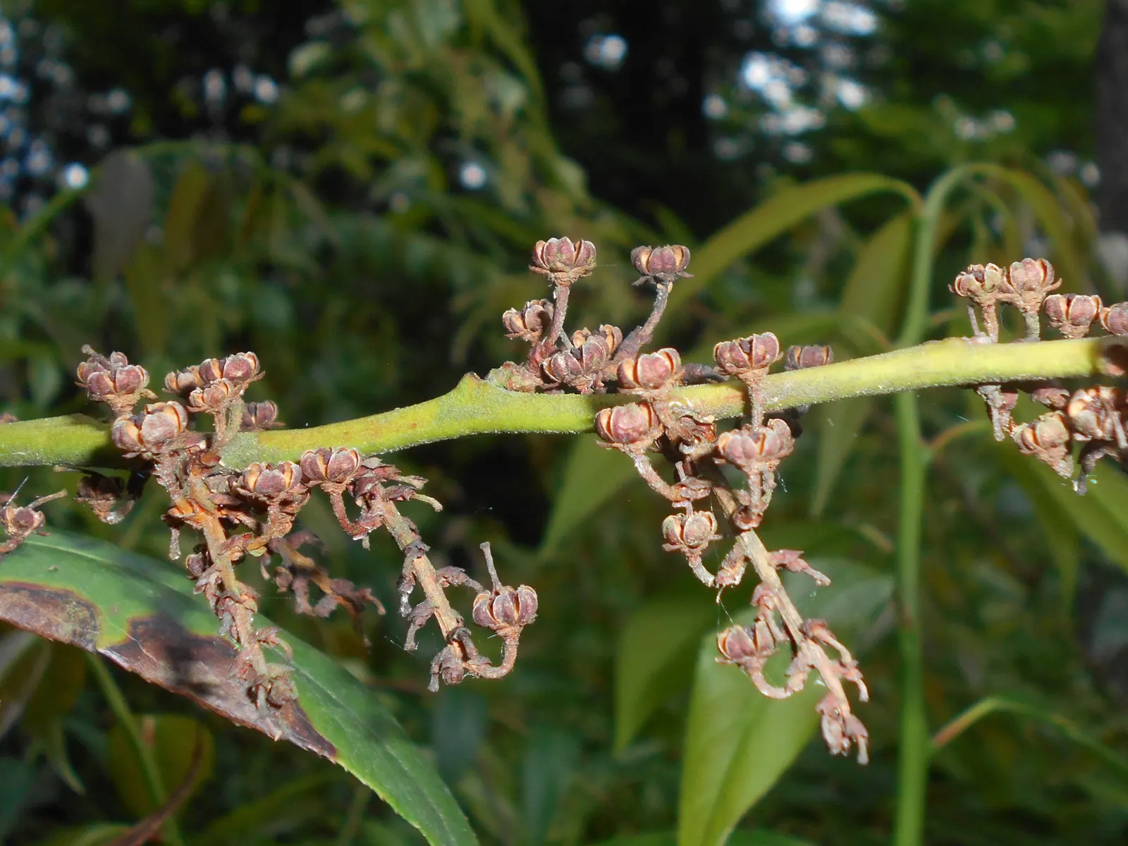 Fetterbush (Leucothoe Fontanesiana) — <br><br>Fetterbush thrives in US Department of Agriculture hardiness zones 5 through 8, image 35
