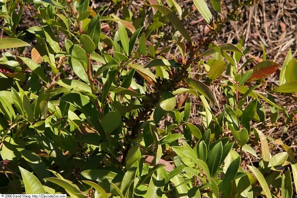 Fetterbush (Leucothoe Fontanesiana) — lance-shaped leaves that grow up to 4 inches long; making it an ideal choice for foundation plantings, image 61