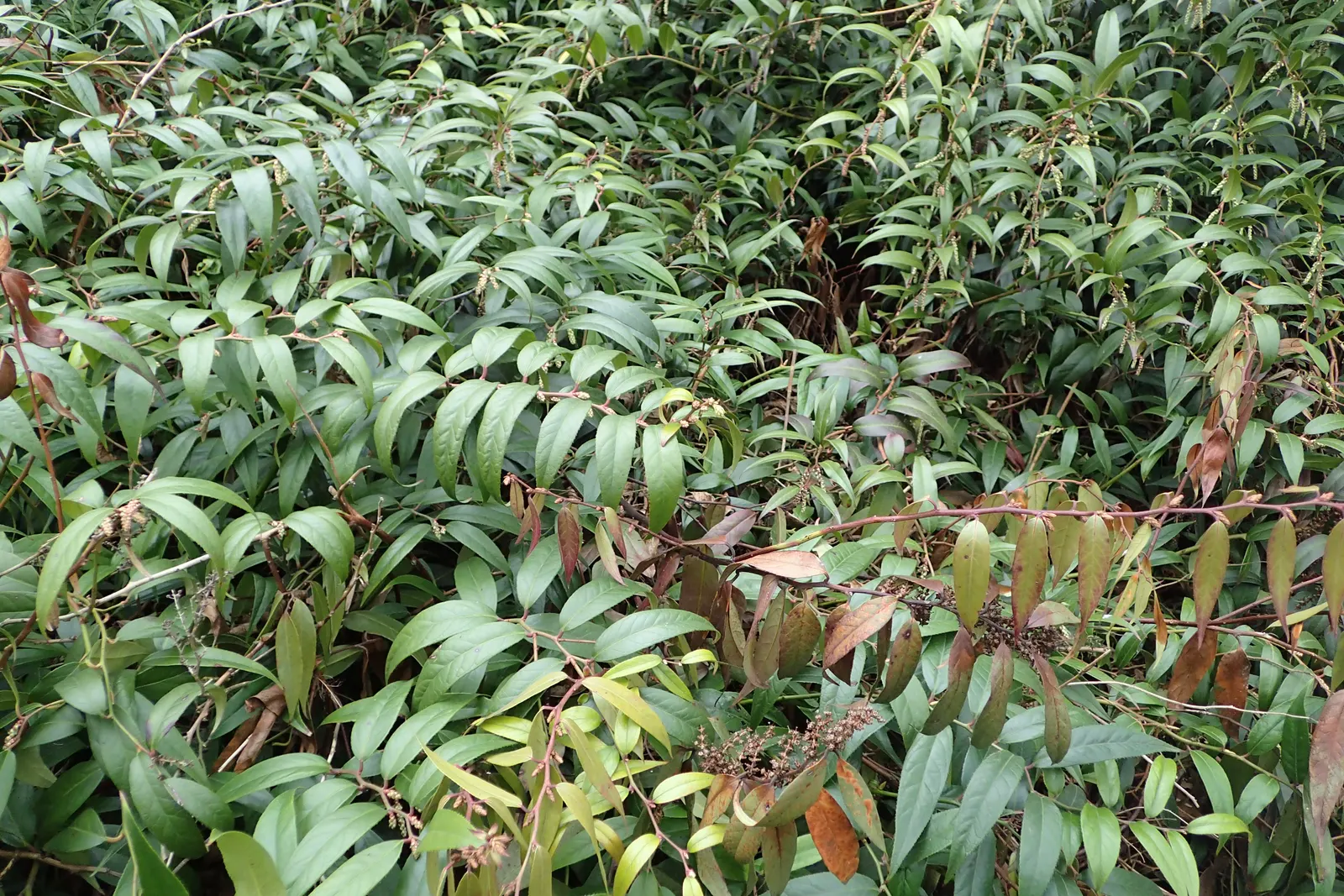 Fetterbush (Leucothoe Fontanesiana) — broadleaf evergreen / shrub for deep shade or shade