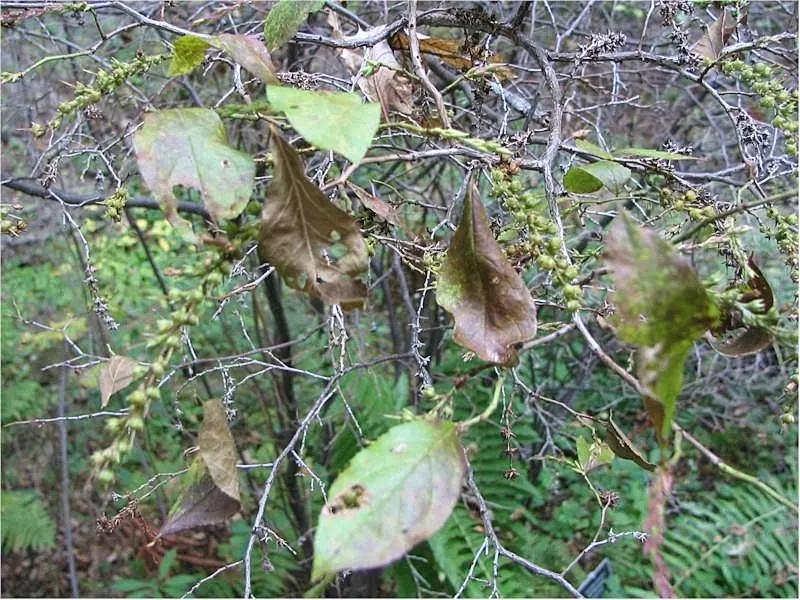 Fetterbush (Leucothoe Fontanesiana) — commonly known as Fetterbush