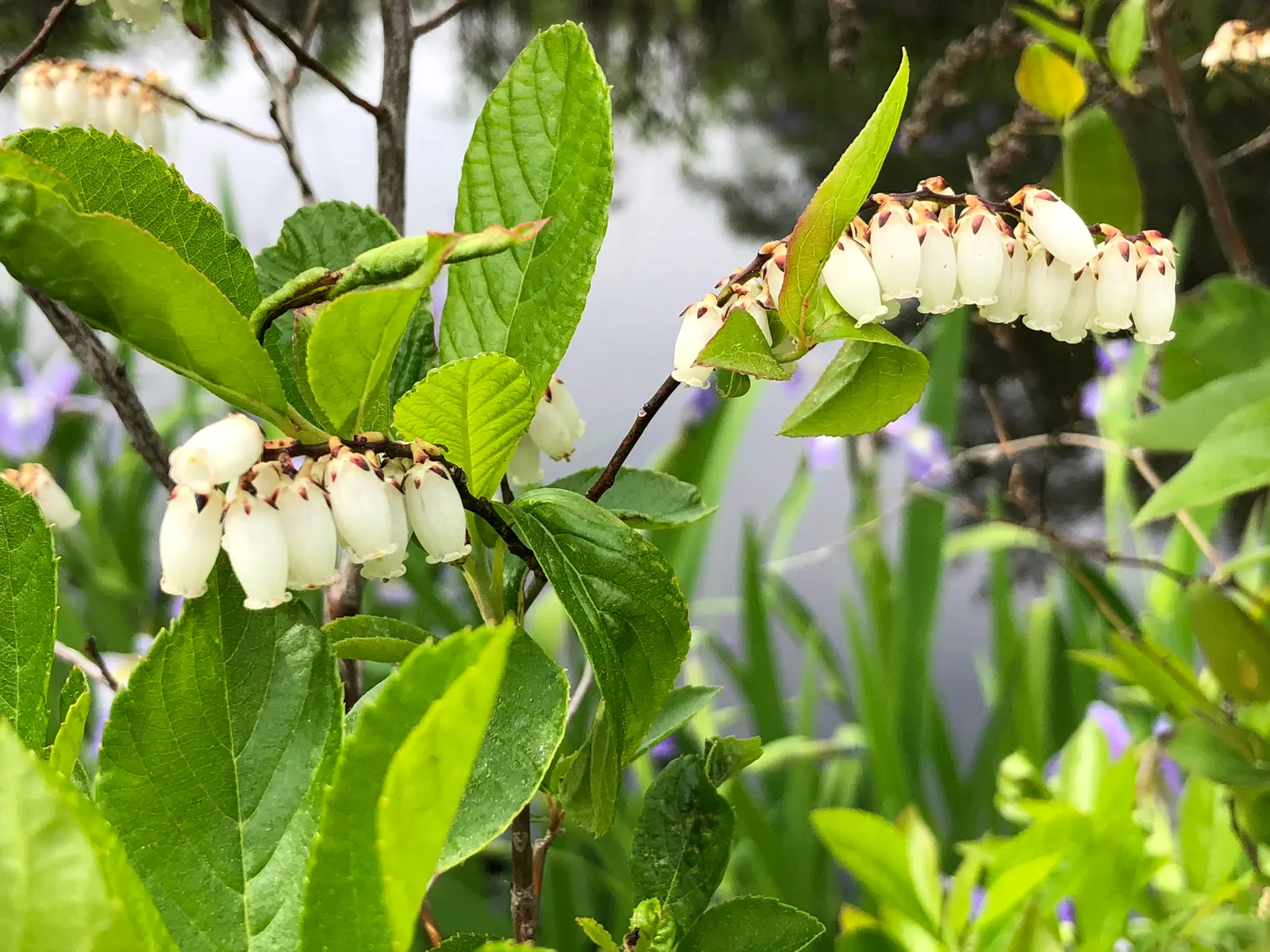 Fetterbush (Leucothoe Fontanesiana) — With minimal care, the Fetterbush becomes a low-maintenance, high-impact element in any garden