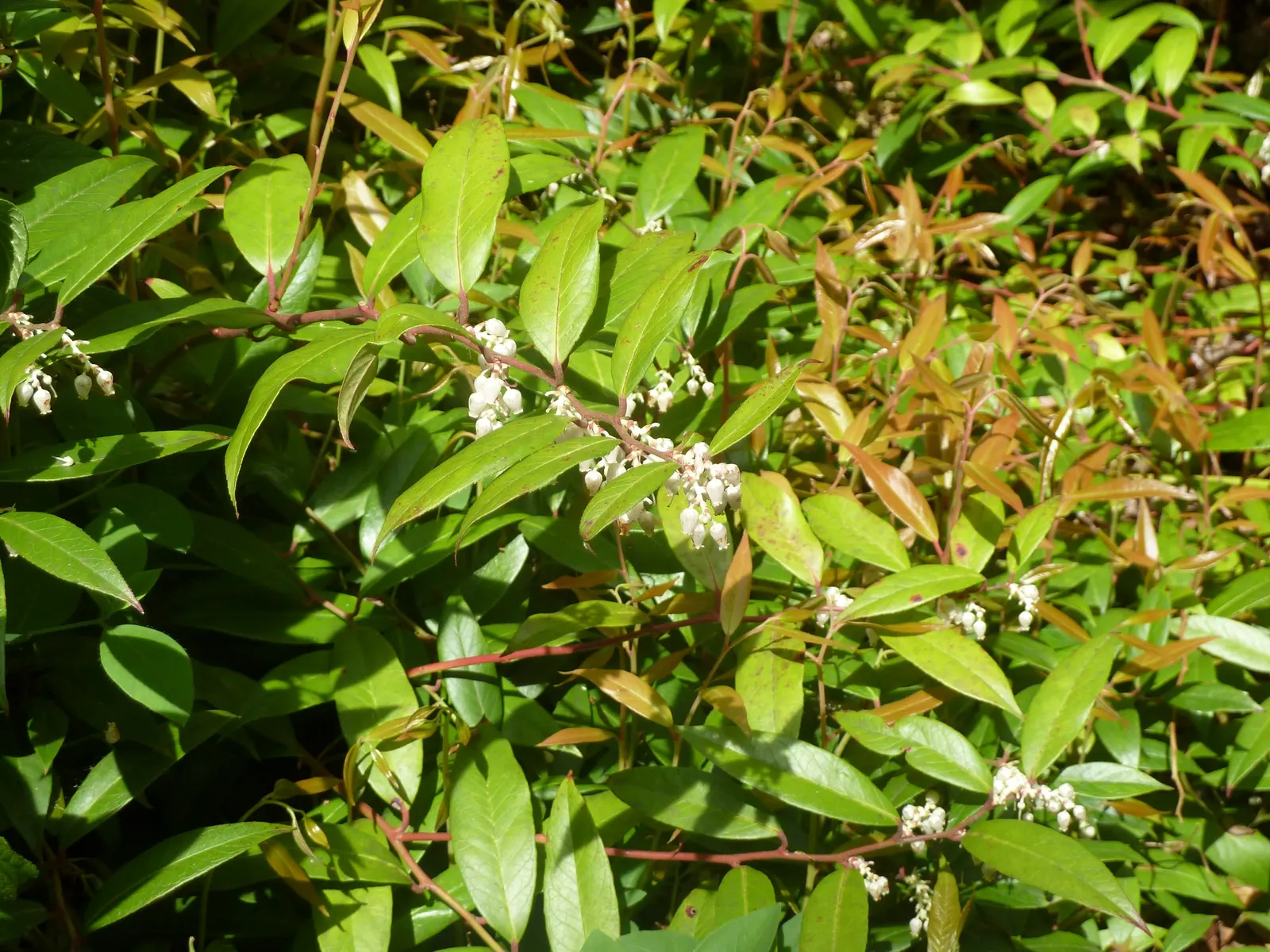 Fetterbush (Leucothoe Fontanesiana) — The foliage adds seasonal interest; transitioning from deep green to eye-catching shades of burgundy and, image 62