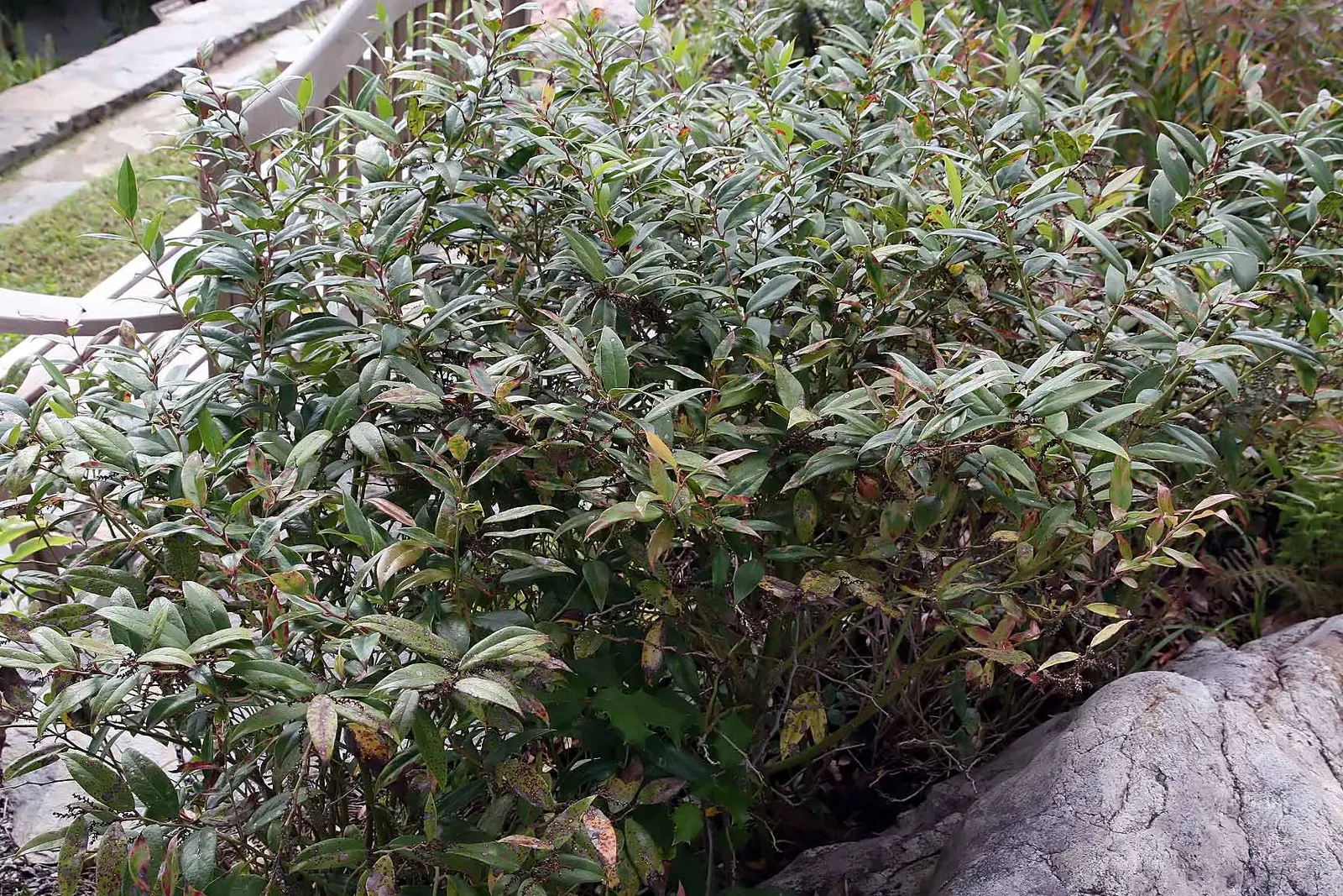 Fetterbush (Leucothoe Fontanesiana) — Excellent for mass plantings, woodland gardens, and borders for year-round interest; the foliage adds seasonal interest