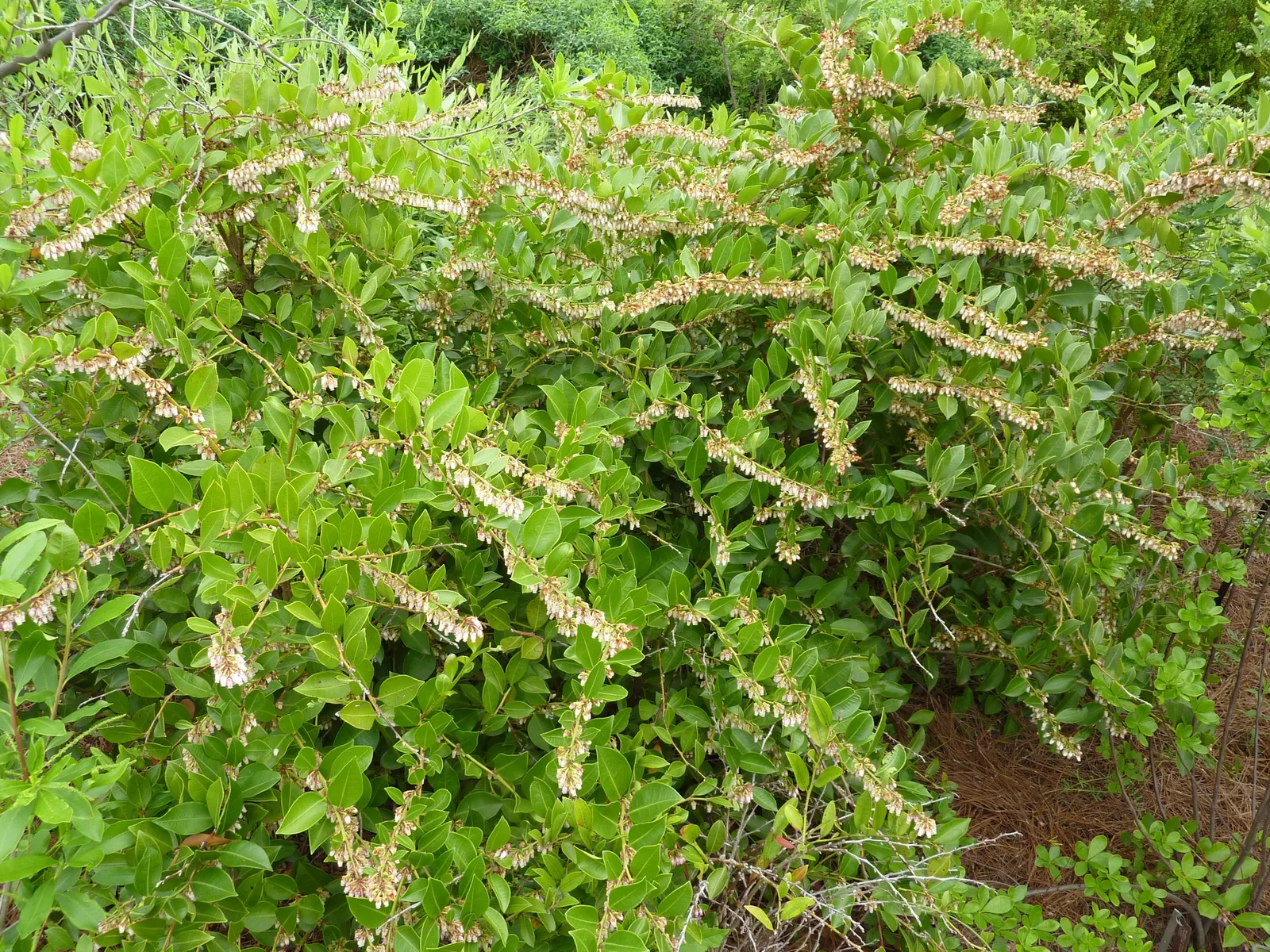 Fetterbush (Leucothoe Fontanesiana) — making it an ideal choice for foundation plantings; white flowers in the garden