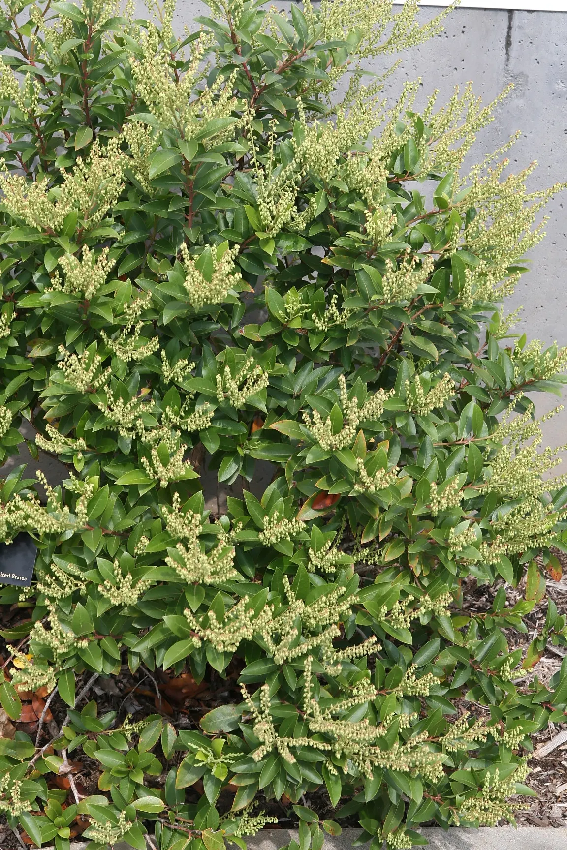 Fetterbush (Leucothoe Fontanesiana) — evergreen shrub typically matures to a height of 3 to 6 feet