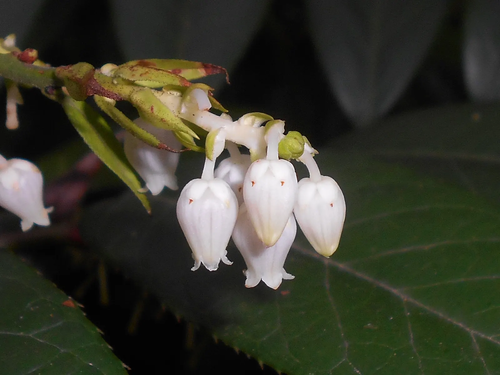 Fetterbush (Leucothoe Fontanesiana) — glossy leaves that turn deep red-purple in fall