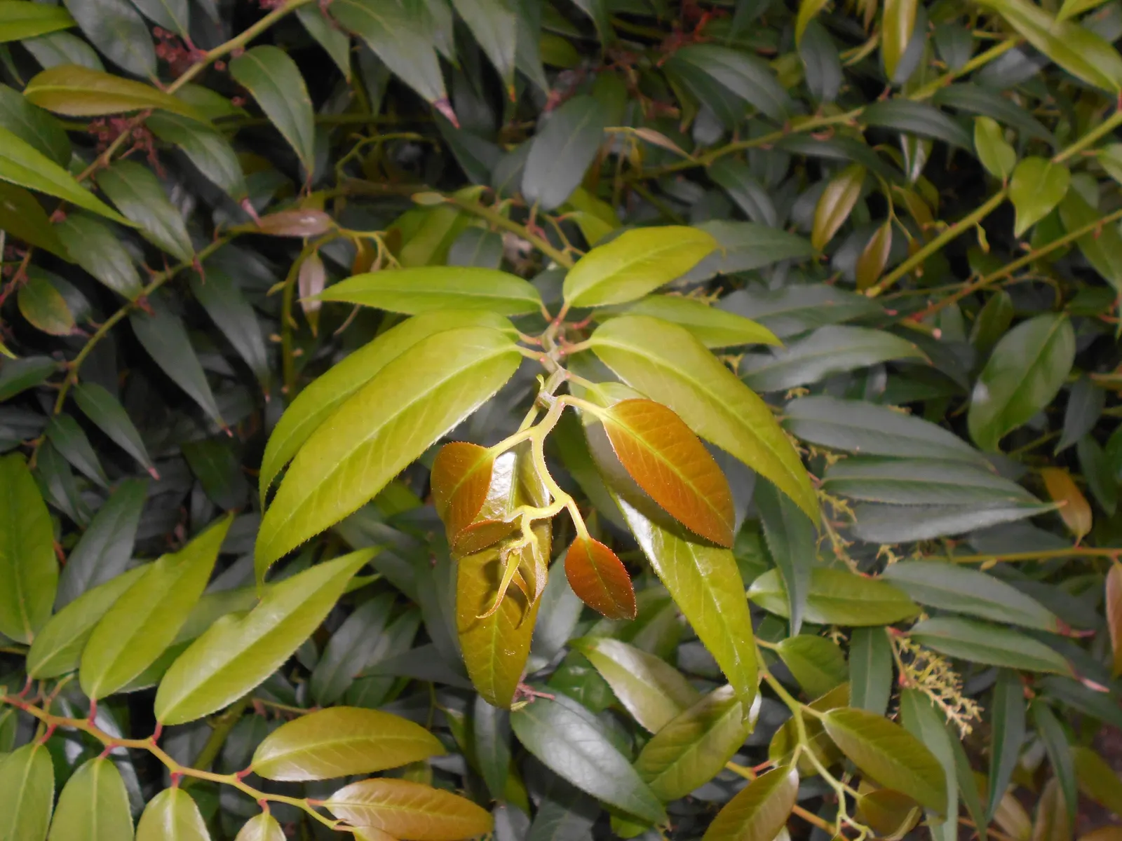 Fetterbush (Leucothoe Fontanesiana) — making it an ideal choice for foundation plantings; white flowers in the garden, image 79
