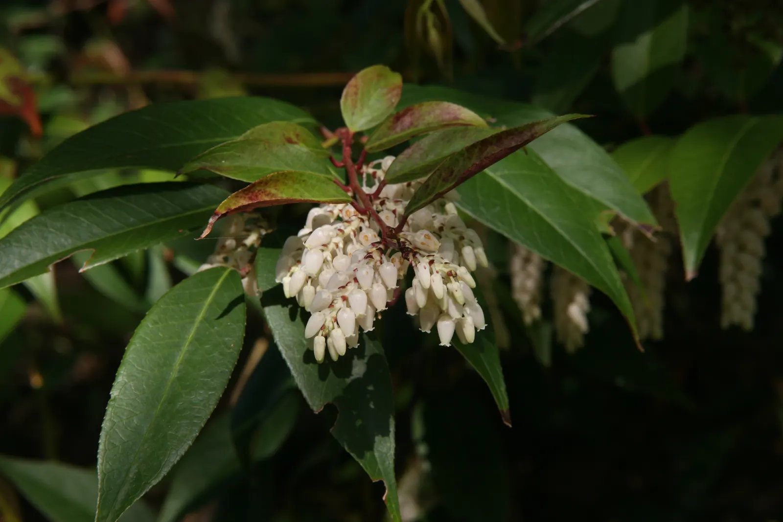 Fetterbush (Leucothoe Fontanesiana) — Excellent for mass plantings, woodland gardens, and borders for year-round interest; the foliage adds, image 52
