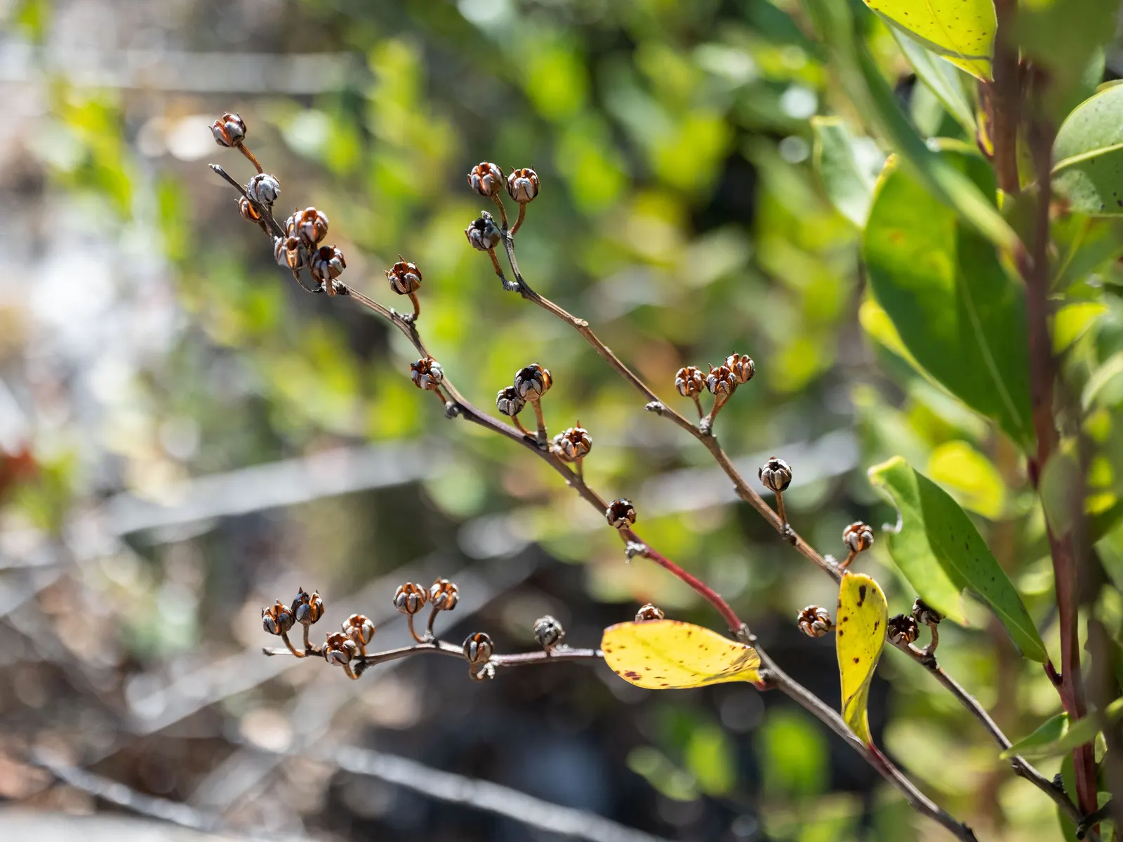 Fetterbush (Leucothoe Fontanesiana) — delicate clusters of bell-shaped white flowers dangle from the branches; evergreen shrub typically matures to, image 64