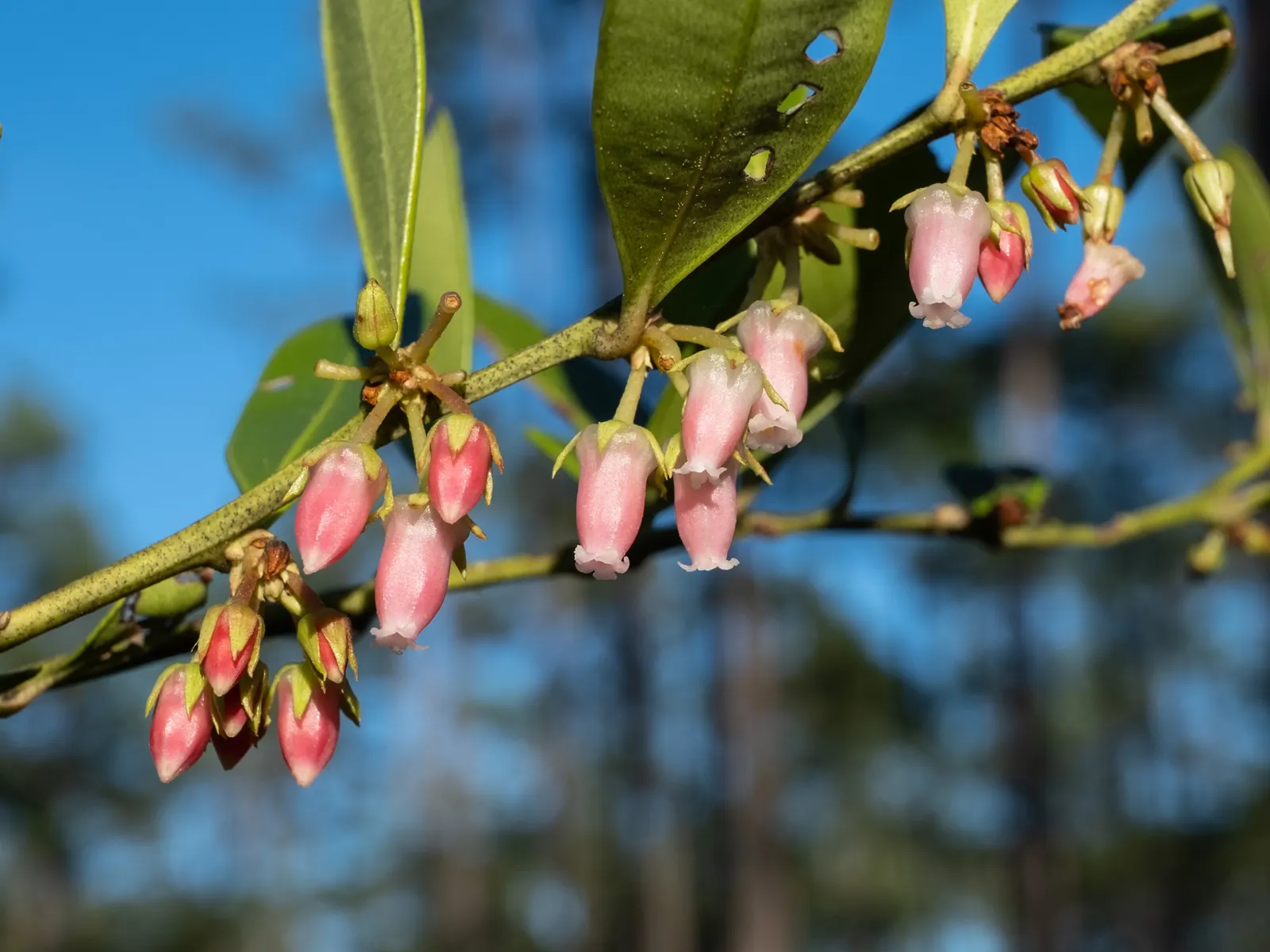 Fetterbush (Leucothoe Fontanesiana) — is a versatile evergreen shrub with arching branches and rich