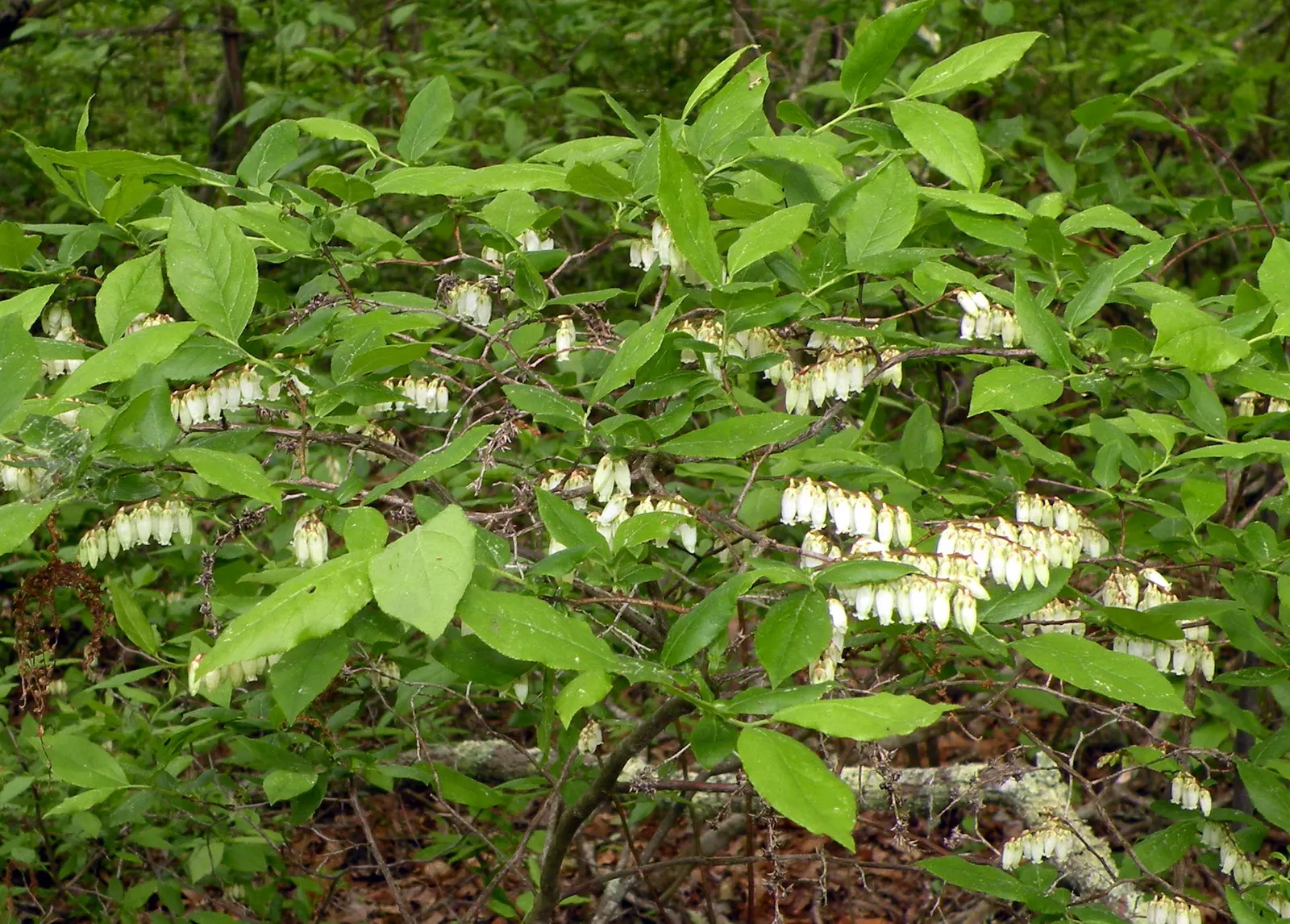 Fetterbush (Leucothoe Fontanesiana) — It is best suited to moist, well-drained, acidic soils with ample organic material; glossy leaves that turn, image 60