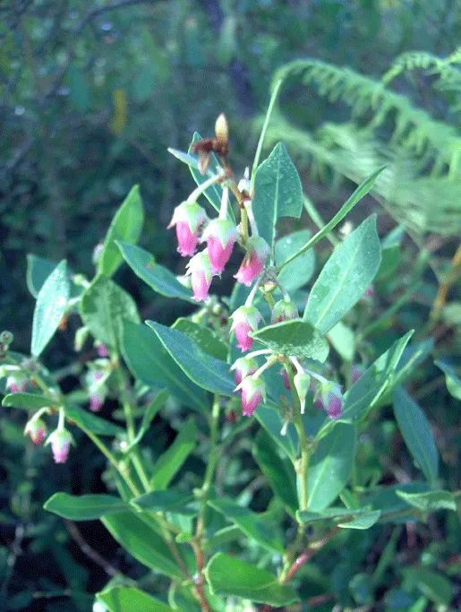 Fetterbush (Leucothoe Fontanesiana) — with a spread of 4 to 5 feet