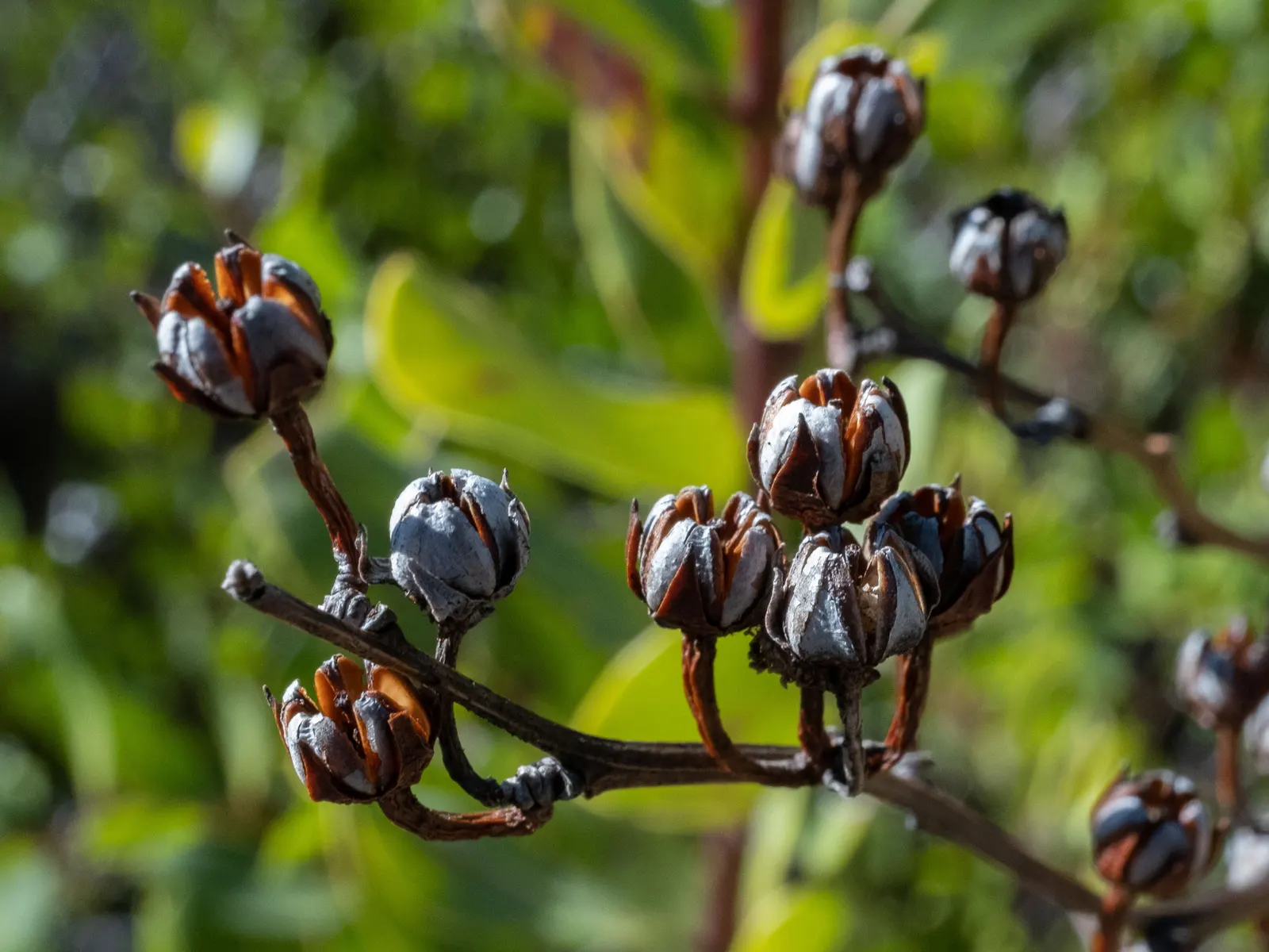 Fetterbush (Leucothoe Fontanesiana) — <br><br>Fetterbush thrives in US Department of Agriculture hardiness zones 5 through 8, image 81