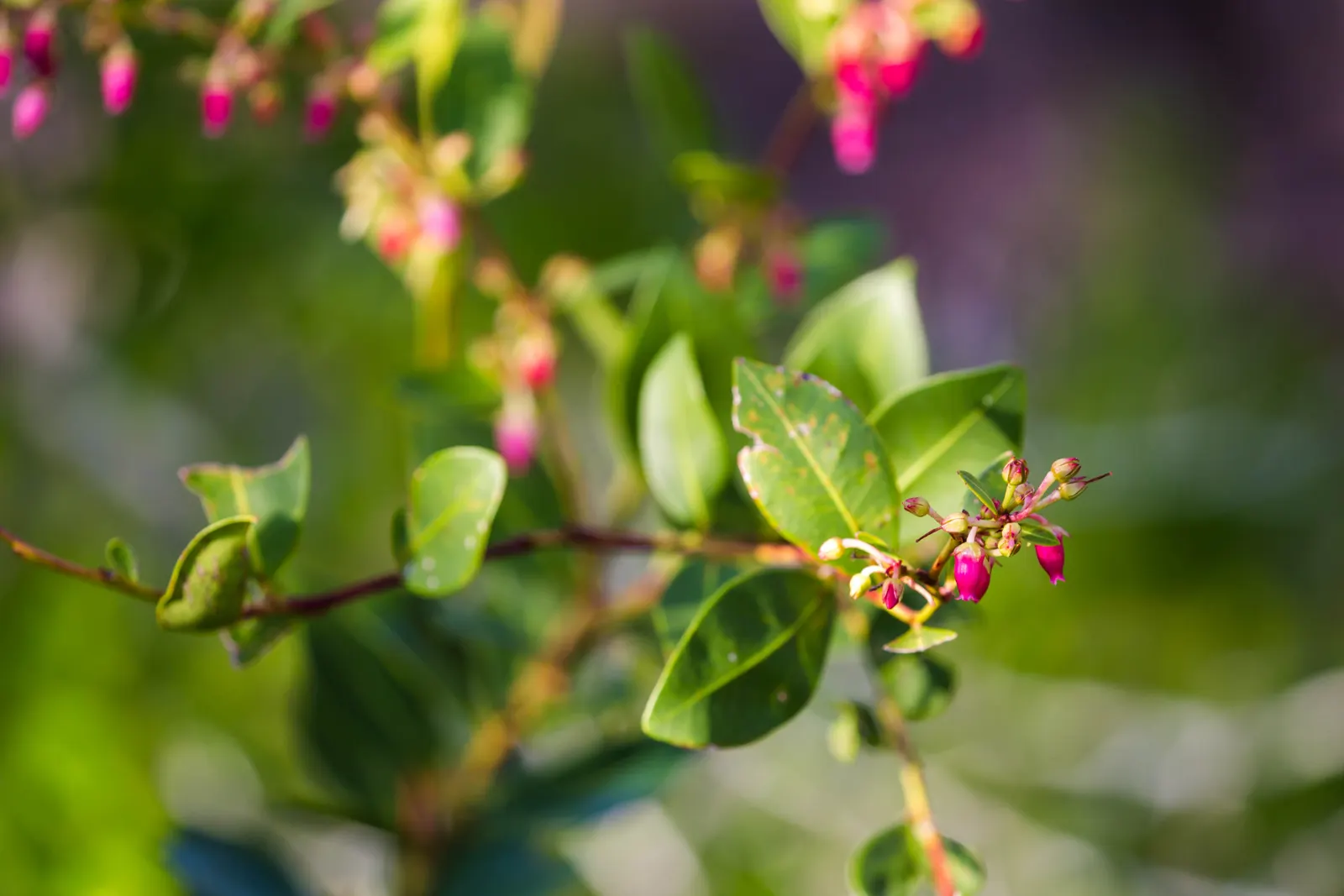 Fetterbush (Leucothoe Fontanesiana) — Maintenance is minimal, requiring light pruning to shape; broadleaf evergreen / shrub for deep shade or shade, image 53