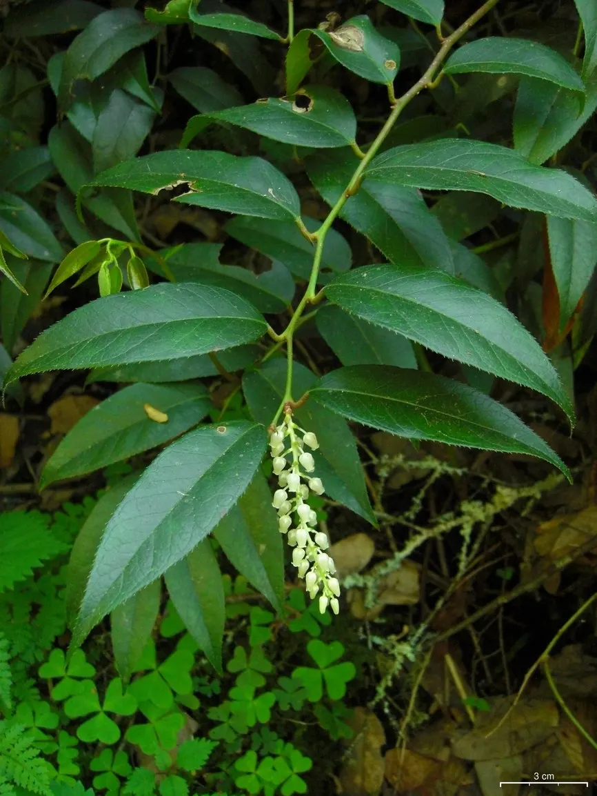 Fetterbush (Leucothoe Fontanesiana) — with a spread of 4 to 5 feet; it is best suited to moist, well-drained, acidic soils with ample organic, image 78