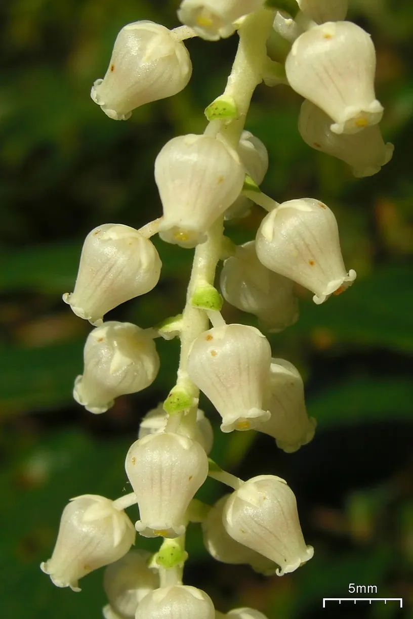 Fetterbush (Leucothoe Fontanesiana) — Ideal for partial to full shade, it features dainty white flowers in spring