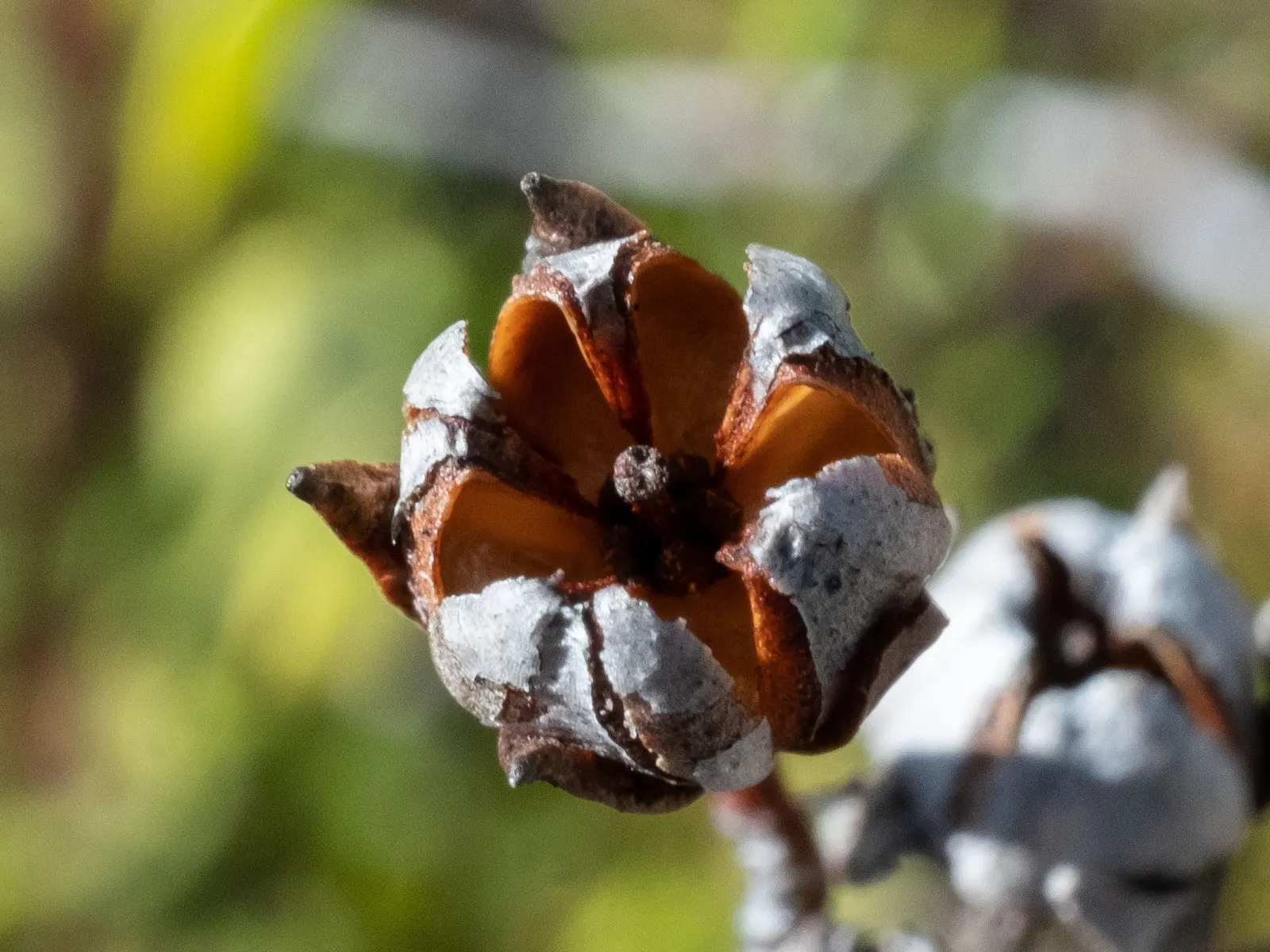 Fetterbush (Leucothoe Fontanesiana) — Maintenance is minimal, requiring light pruning to shape