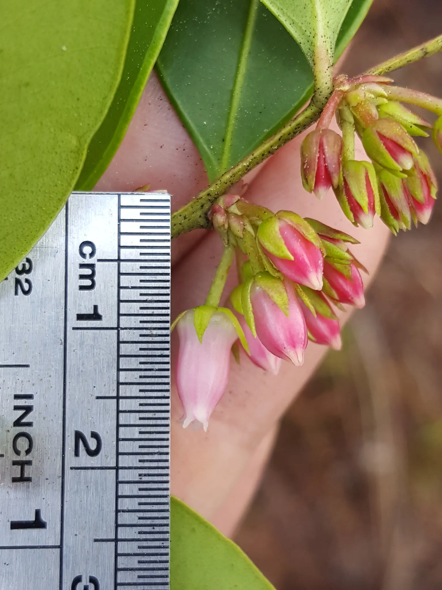 Fetterbush (Leucothoe Fontanesiana) — glossy leaves that turn deep red-purple in fall; delicate clusters of bell-shaped white flowers dangle from, image 49