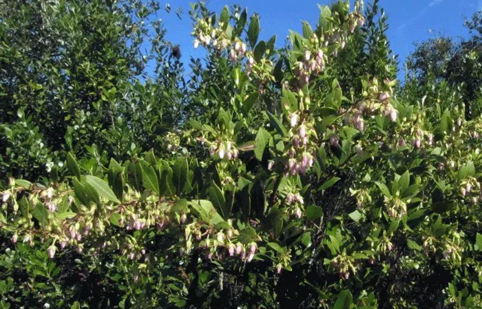 Fetterbush (Leucothoe Fontanesiana) — emitting a subtle fragrance and providing a nectar source for local pollinators; lance-shaped leaves that grow up to 4
