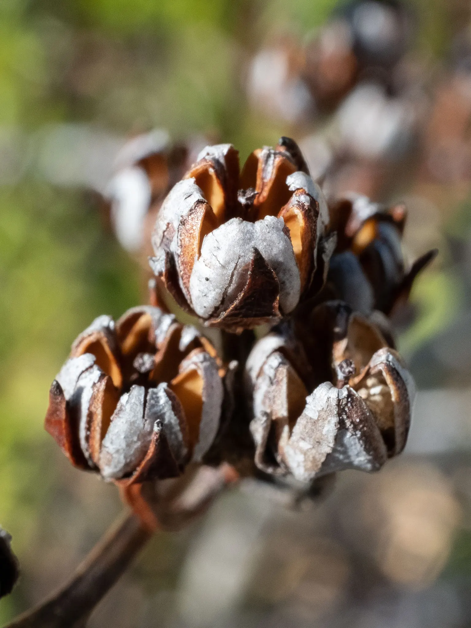 Fetterbush (Leucothoe Fontanesiana) — woodland gardens or as part of a mixed shrub border; ideal for partial to full shade, it features dainty, image 57