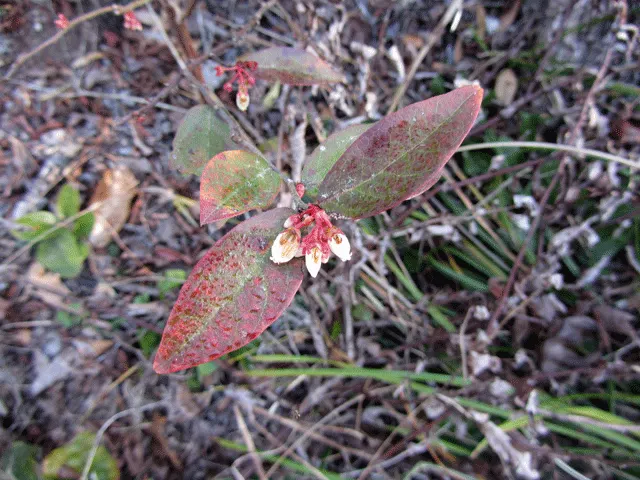 Fetterbush (Leucothoe Fontanesiana) — is a versatile evergreen shrub with arching branches and rich; woodland gardens or as part of a mixed shrub border