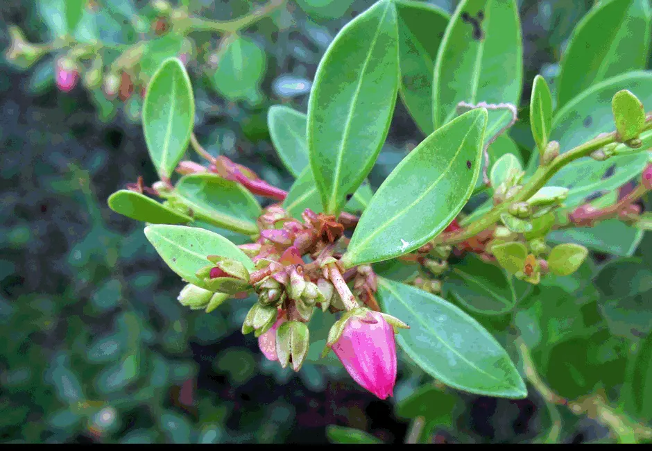 Fetterbush (Leucothoe Fontanesiana) — woodland gardens or as part of a mixed shrub border; ideal for partial to full shade, it features dainty, image 80