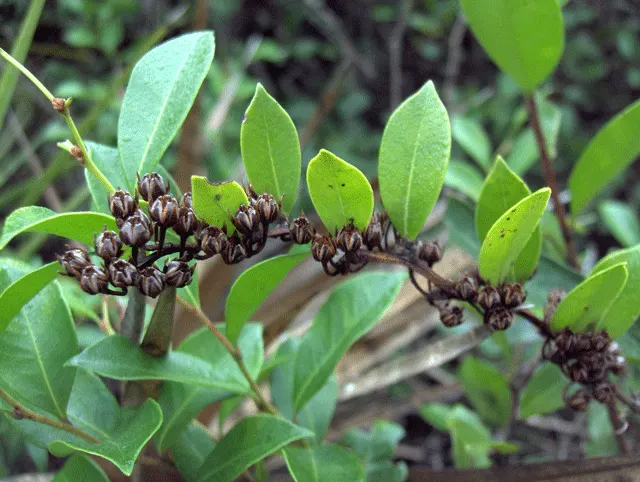 Fetterbush (Leucothoe Fontanesiana) — evergreen shrub typically matures to a height of 3 to 6 feet; maintenance is minimal, requiring light pruning to shape