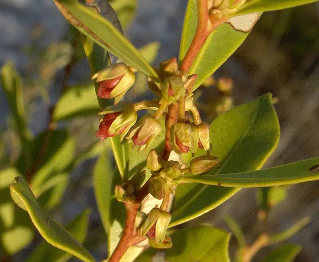Fetterbush (Leucothoe Fontanesiana) — lance-shaped leaves that grow up to 4 inches long