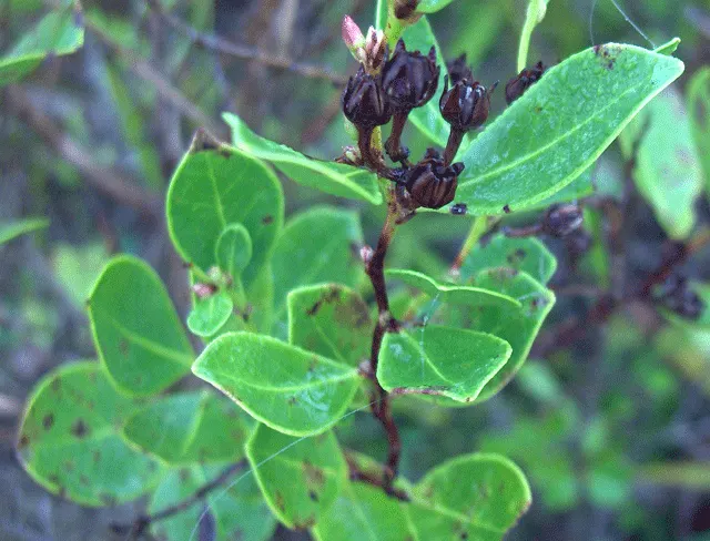 Fetterbush (Leucothoe Fontanesiana) — commonly known as Fetterbush; grows 3-5 ft high and wide, preferring acidic, well-drained soil, image 47