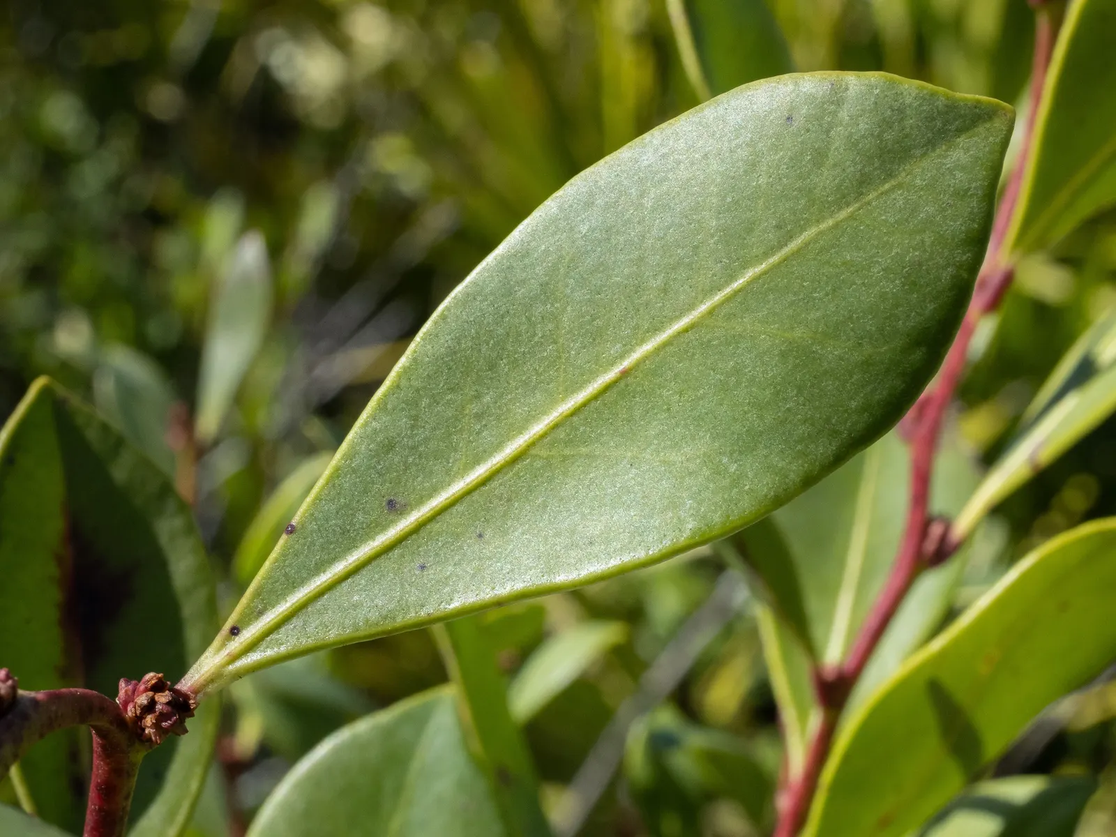 Fetterbush (Leucothoe Fontanesiana) — Grows 3-5 ft high and wide, preferring acidic, well-drained soil; is a versatile evergreen shrub with arching, image 50