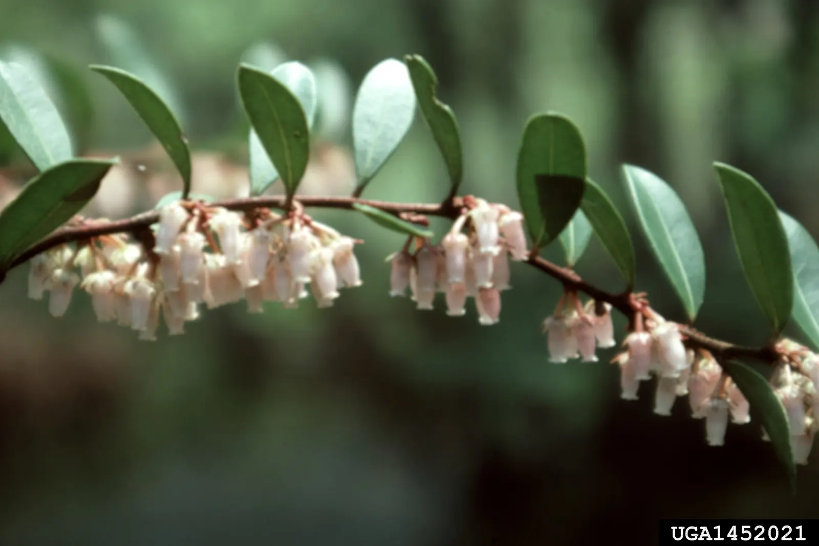 Fetterbush (Leucothoe Fontanesiana) — Maintenance is minimal, requiring light pruning to shape; broadleaf evergreen / shrub for deep shade or shade, image 76