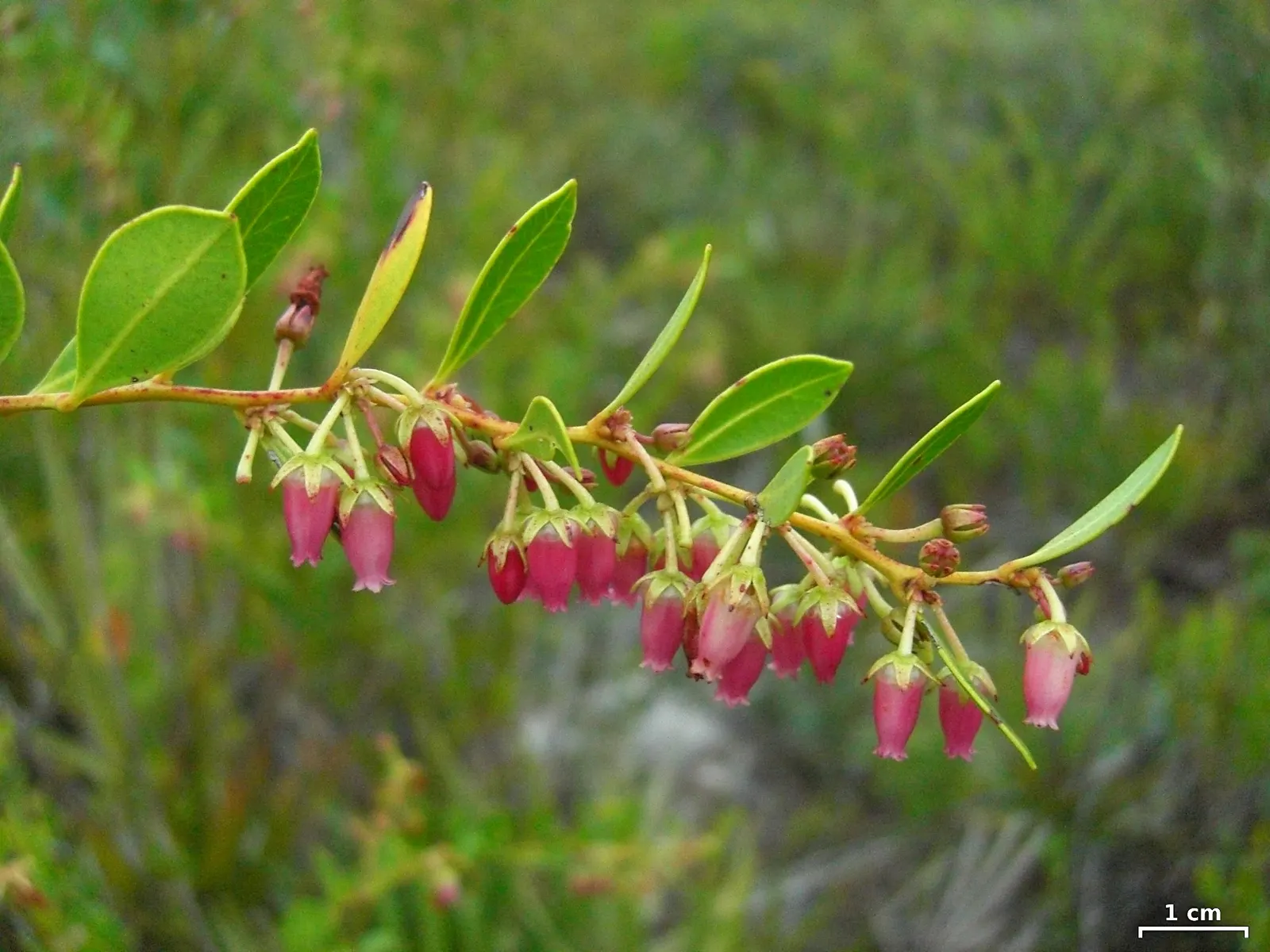 Fetterbush (Leucothoe Fontanesiana) — with a spread of 4 to 5 feet; it is best suited to moist, well-drained, acidic soils with ample organic material