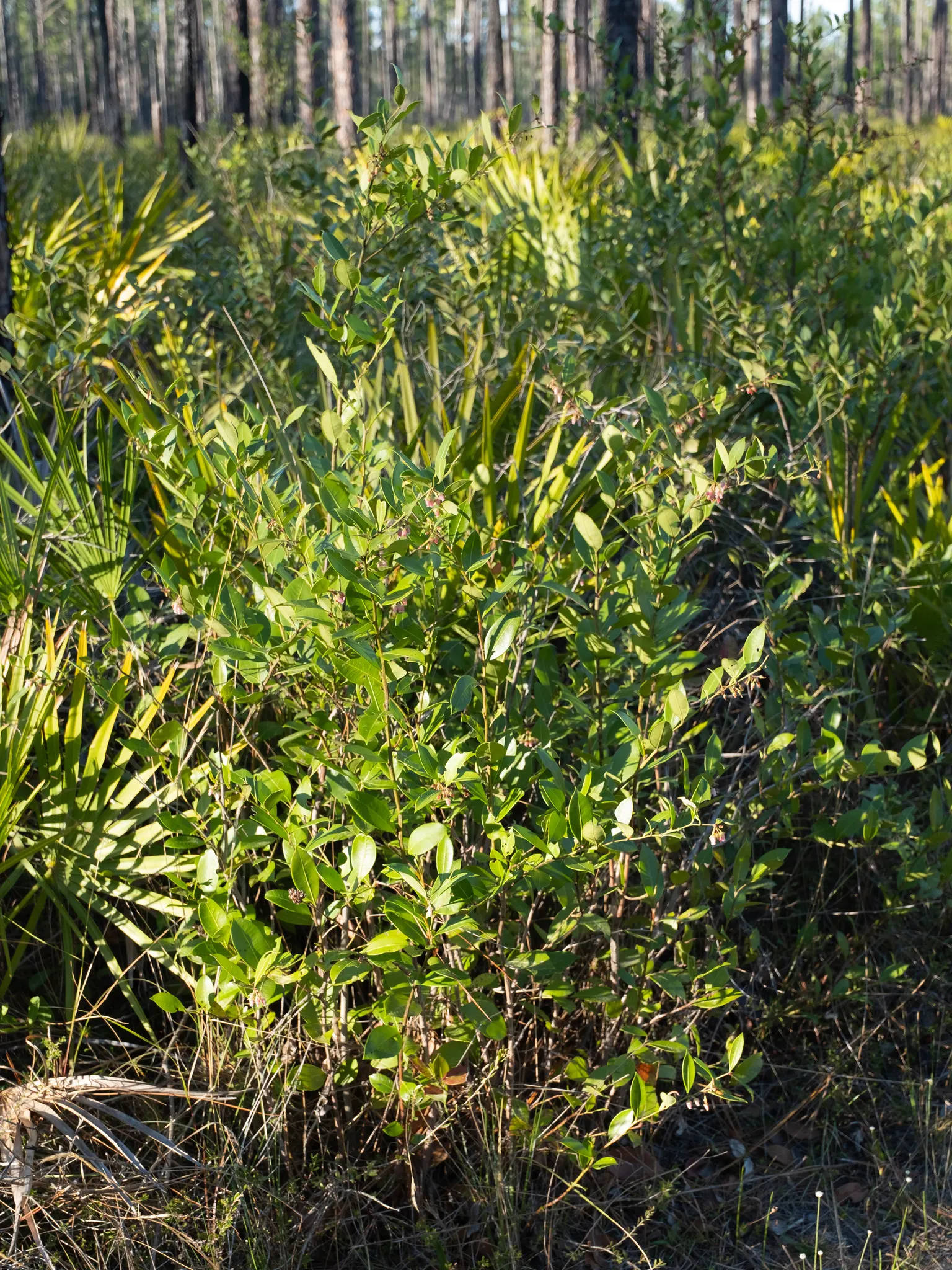 Fetterbush (Leucothoe Fontanesiana) — broadleaf evergreen / shrub with white blooms; preferring part shade to full shade conditions