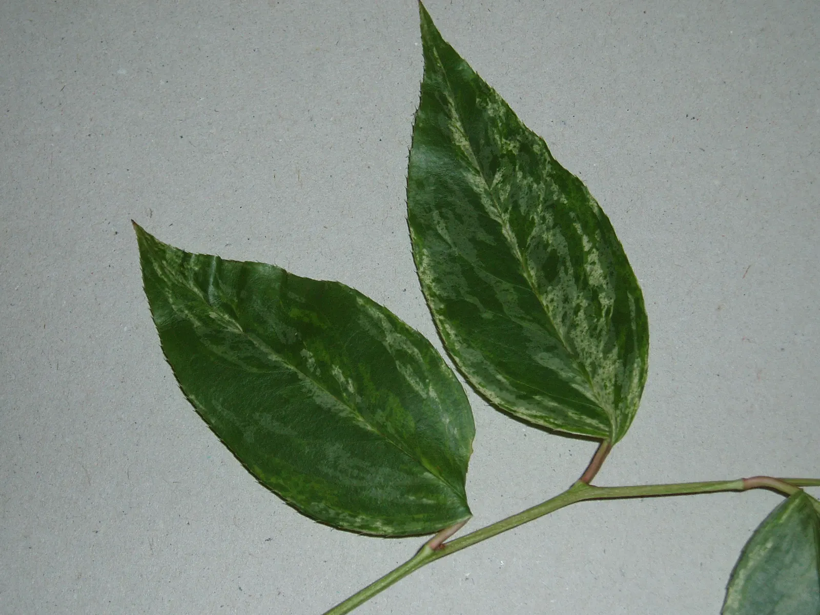 Fetterbush (Leucothoe Fontanesiana) — Ideal for partial to full shade, it features dainty white flowers in spring; with a spread of 4 to 5 feet, image 51