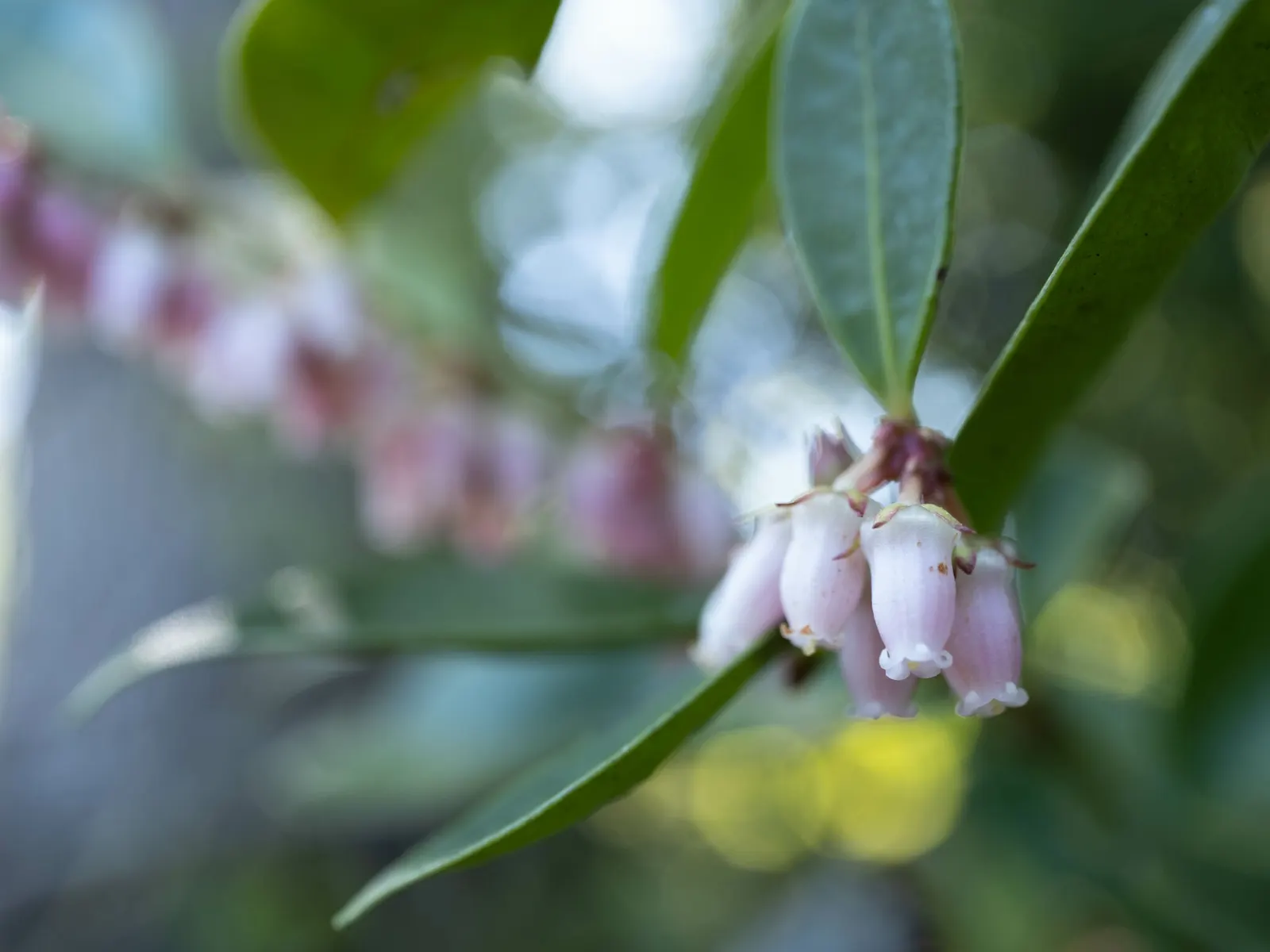 Fetterbush (Leucothoe Fontanesiana) — glossy leaves that turn deep red-purple in fall; delicate clusters of bell-shaped white flowers dangle from, image 72