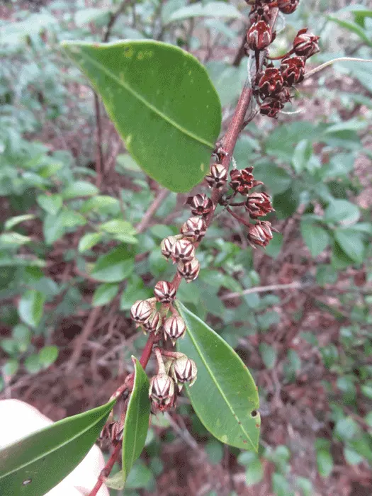 Fetterbush (Leucothoe Fontanesiana) — Grows 3-5 ft high and wide, preferring acidic, well-drained soil