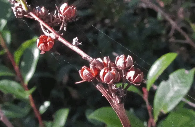 Fetterbush (Leucothoe Fontanesiana) — broadleaf evergreen / shrub with white blooms